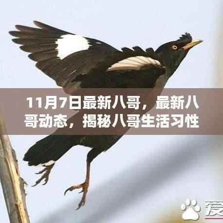 揭秘八哥生活习性及与人类互动关系,最新八哥动态(十一月七日更新)