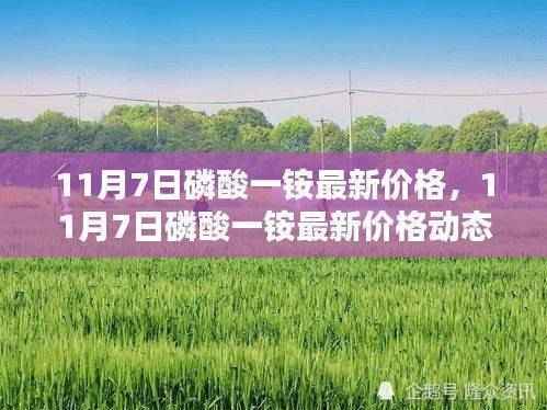 11月7日磷酸一铵最新价格动态及市场分析
