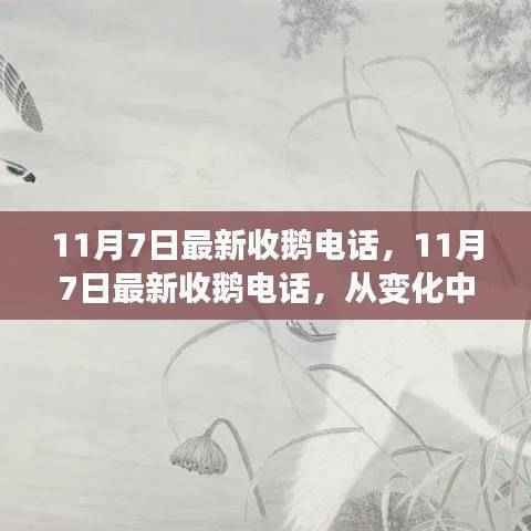 11月7日最新收鹅电话,变化中汲取力量,学习铸就自信与成就之路