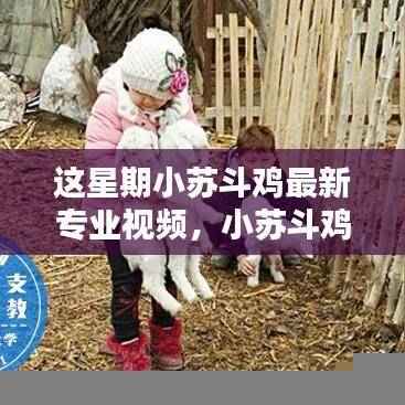 小苏斗鸡本周专业视频，崛起与广泛影响