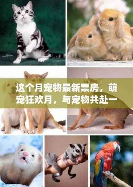 萌宠狂欢月,温馨电影之旅与宠物共度本月票房盛事
