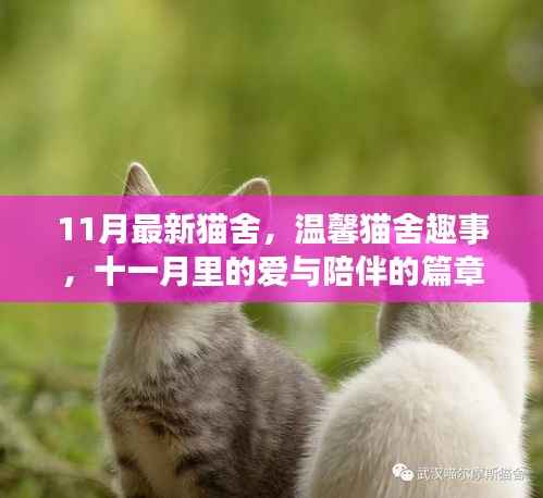 十一月猫舍新篇章,温馨趣事与爱的陪伴