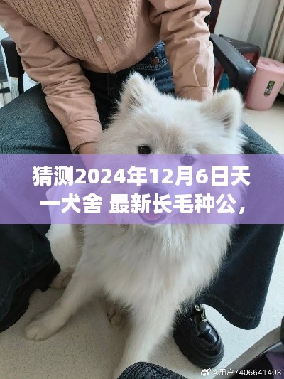 天一犬舍长毛种公展望,未来之星预测(2024年12月6日)