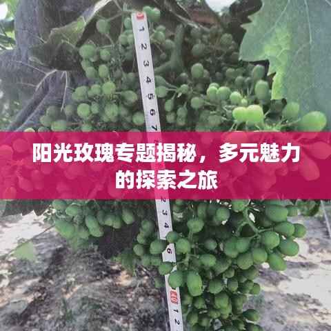 阳光玫瑰专题揭秘,多元魅力的探索之旅