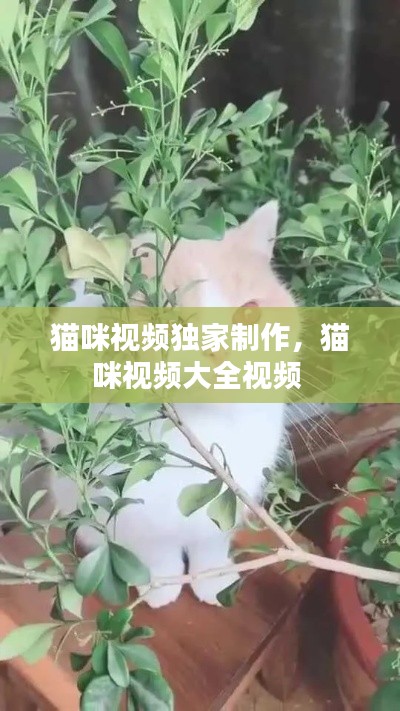 猫咪视频独家制作,猫咪视频大全视频