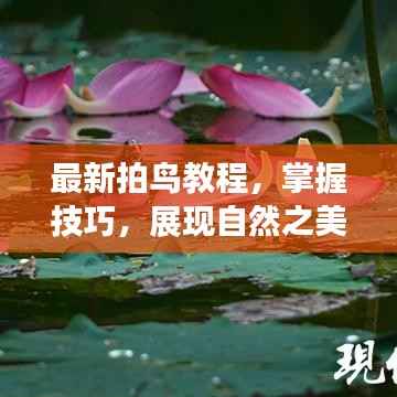 最新拍鸟教程,掌握技巧,展现自然之美惊艳瞬间