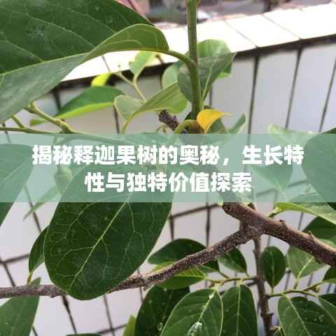 揭秘释迦果树的奥秘,生长特性与独特价值探索