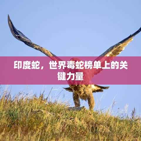 印度蛇，世界毒蛇榜单上的关键力量