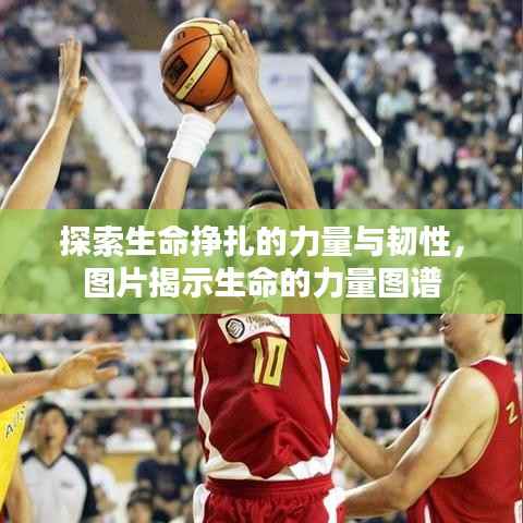 探索生命挣扎的力量与韧性,图片揭示生命的力量图谱